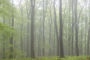 Uninhabited Beech Tree Forest Drucke: Fog in a beech forest (Fagus sylvatica)