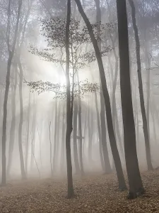 Lower Austria Nature Photography Drucke: Fog and sunshine in beech forest