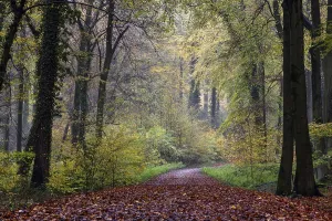 Empty Forest Track Germany Drucke: Forest path in autumn, beech forest