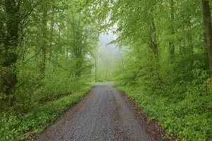 Uninhabited Beech Forest Drucke: Forest path, beech forest, rain