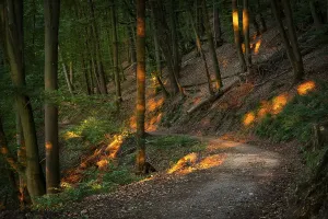 Evening Sun In The Woods Drucke: A forest path in a mixed forest with many Beech trees in summer