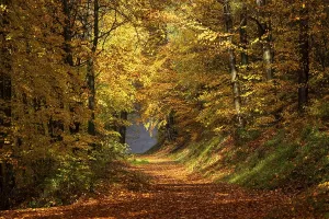 Coloured Deciduous Trees Drucke: A forest path in a mixed forest with deciduous trees