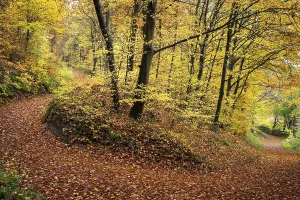 Coloured Autumn Foliage Drucke: A forest path in a mixed forest with many deciduous trees