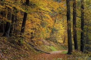 Coloured Deciduous Trees Drucke: A forest path in a mixed forest with many deciduous trees