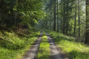 Uninhabited Morning Atmosphere Drucke: Forest path in the morning, Spring