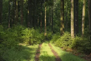 Spessart Forest Scenery Drucke: Forest path in spring, Spessart