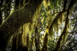 Lichen Covered Trees Drucke: Laurel trees with mosses and lichens