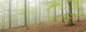 Kellerwald Edersee National Park Drucke: Misty beech forest in early spring