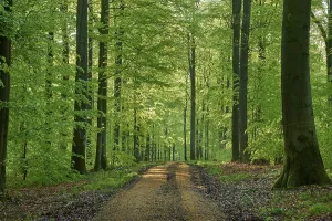 Beech Tree Landscape Photo Drucke: Path, Forest, Beech, Morning, Spring