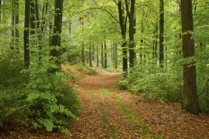 Spessart Forest Landscape Photo Drucke: Path, forest, deciduous forest