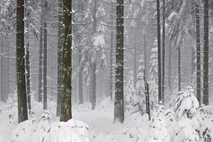 Coniferous Forest In Snow Drucke: Pine tree forest in the snow in winter