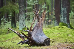 Southern Germany Nature Shots Drucke: Root system of a old tree in the forest