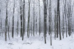 Hainich National Park Thuringia Drucke: Snow-covered deciduous forest in winter