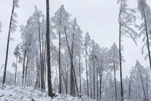 Deserted Woods Germany Drucke: Very sparse forest due to tree dieback