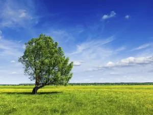 Spring Meadow Landscape Drucke: Spring summer background