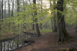 European Beech Tree Forests Drucke: Stream and beech forest in spring