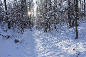 Snowy Tree Silhouette Drucke: Sun shining in the winter forest