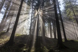 Sunbeams In The Forest Drucke: Sunbeams between trees in the forest