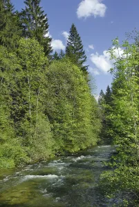 Mountain Creek Germany Drucke: Alpine river in the spring bordered by a mixed forest