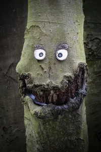 Hiking In Germany Drucke: Amusing picture of a tree trunk with smiling face