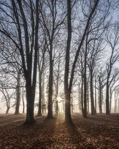 Central Europe Deciduous Forests Drucke: Bare open beech forest in winter