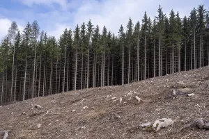 Timber Industry Impact Drucke: Bare plain due to deforestation