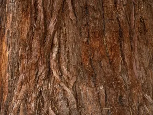 Sequoia Tree Bark Drucke: Bark from a sequoia tree (Sequoioidea)