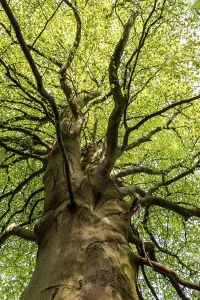 Beech Tree Landscape Drucke: Beech in deciduous forest, Odderade