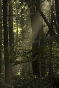 Empty Countryside Drucke: Beech forest