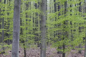 Deciduous Tree Scenery Drucke: Beech forest