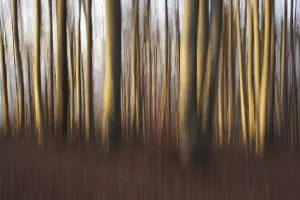 Motion Blur In Nature Drucke: Beech forest in fall, wiping effect