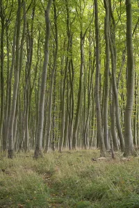 Tree Trunk Photography Drucke: Beech forest, numerous dense tree trunks