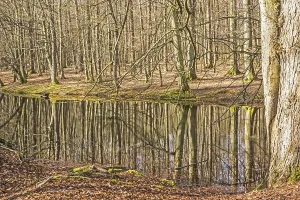 Nature Reflection Photography Drucke: Beech forest reflection