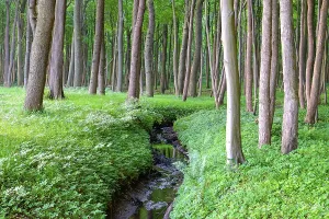 Uninhabited Beech Forest Drucke: A beech forest with a small stream