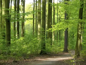 Deciduous Trees In Spring Drucke: Beech forest in spring