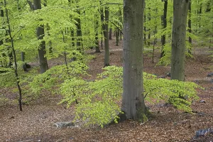 Springtime Woodland Scene Drucke: Beech forest in spring