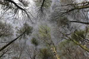 Springtime In The Woods Drucke: Beech forest in spring