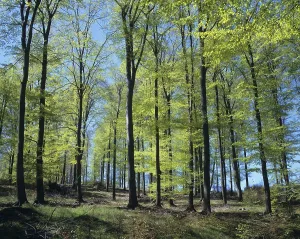 Deserted Woods Scene Drucke: Beech forest in spring