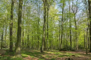 Wildflower In Germany Drucke: Beech forest in spring