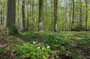 Wood Anemone Inflorescence Drucke: Beech forest in spring