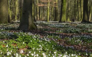 Spring Landscape Germany Drucke: Beech forest in spring