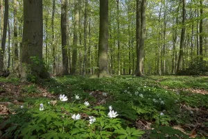 Wood Anemone Flower Drucke: Beech forest in spring