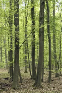 Travel Photography Springtime Drucke: Beech forest in spring