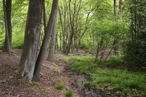 Springtime In North Rhine Westphalia Drucke: Beech forest in spring, Bottrop