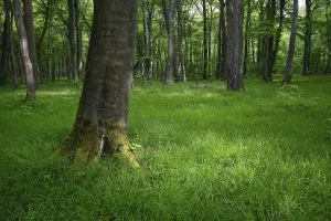 Beech Tree Forests Europe Drucke: Beech forest in spring, Bottrop