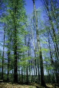 Beech Tree Forest Drucke: Beech forest in spring, Burstream