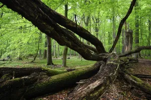 Uninhabited Beech Tree Forest Drucke: Beech forest in spring, dead tree