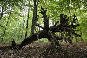 Beech Tree Forest Europe Drucke: Beech forest in spring, root, Bottrop