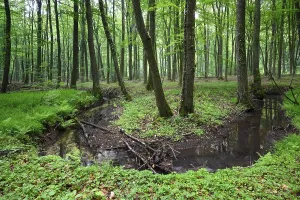 Springtime In North Rhine Westphalia Drucke: Beech forest and stream in spring