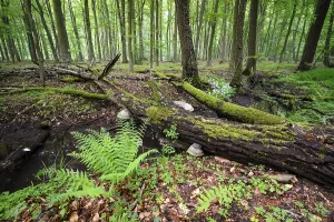 Uninhabited Beech Tree Forest Drucke: Beech forest and stream in spring